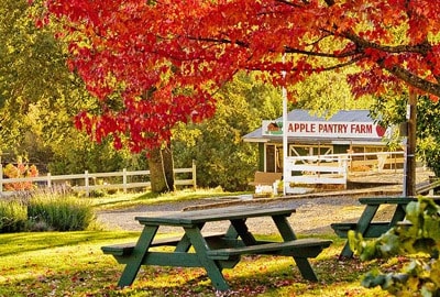 Best Things To Do In Apple Hill, Ca