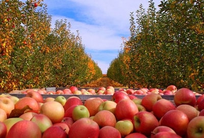 Best Things To Do In Apple Hill, Ca