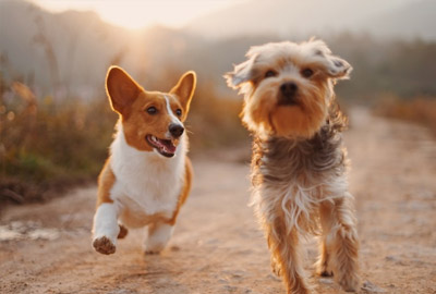 Pet-Friendly Places In Roseville, Ca